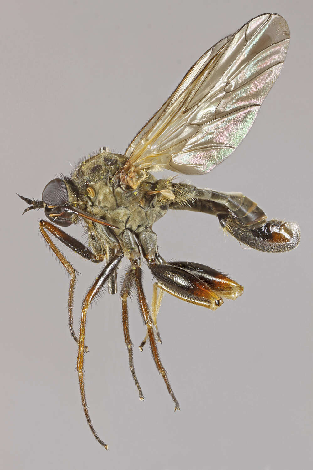 Image of Empis femorata Fabricius 1798