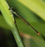 <i>Agriocnemis <i>falcifera</i></i> falcifera resmi