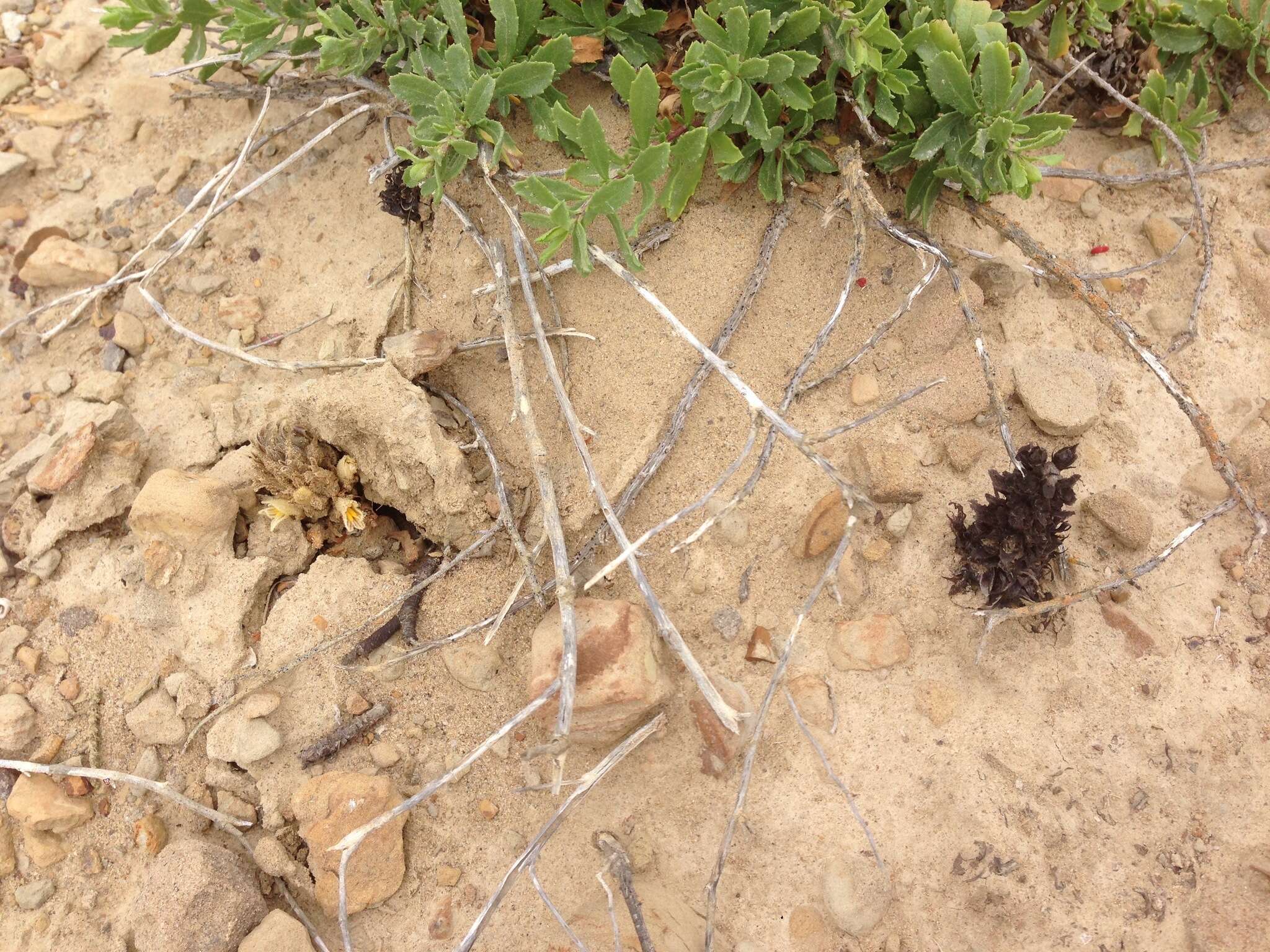 Image of Parish's broomrape