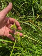 Image of Branched Burr-Reed