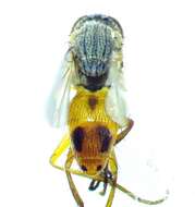 Image of Bermudagrass Stem Maggot