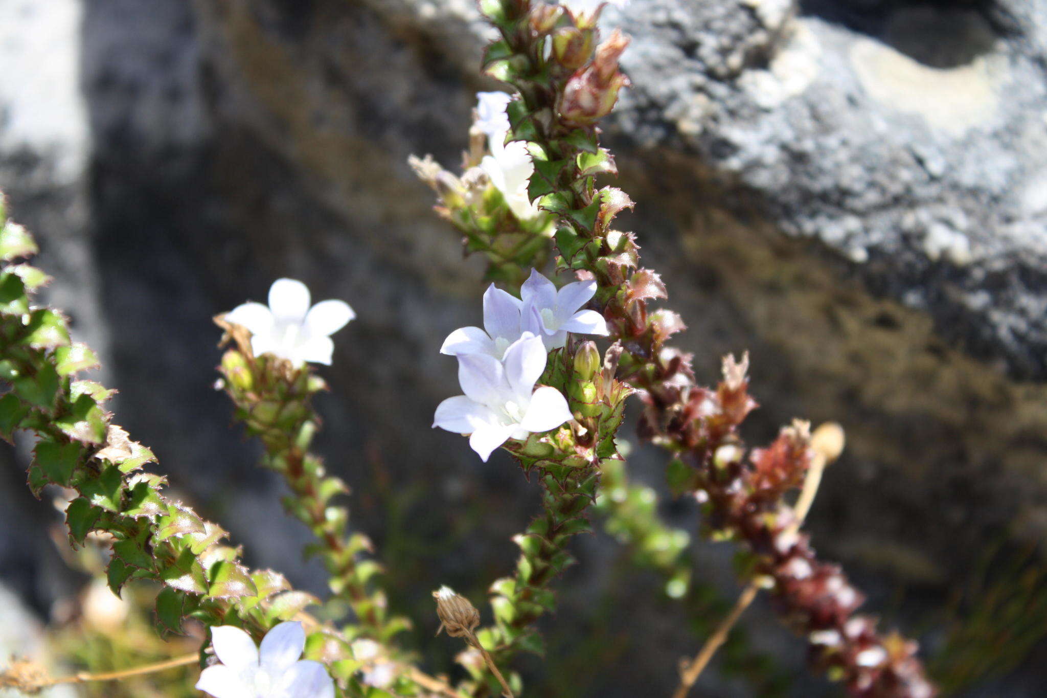 Image of Roella amplexicaulis Dod