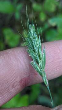 Imagem de Elymus glaucus subsp. glaucus