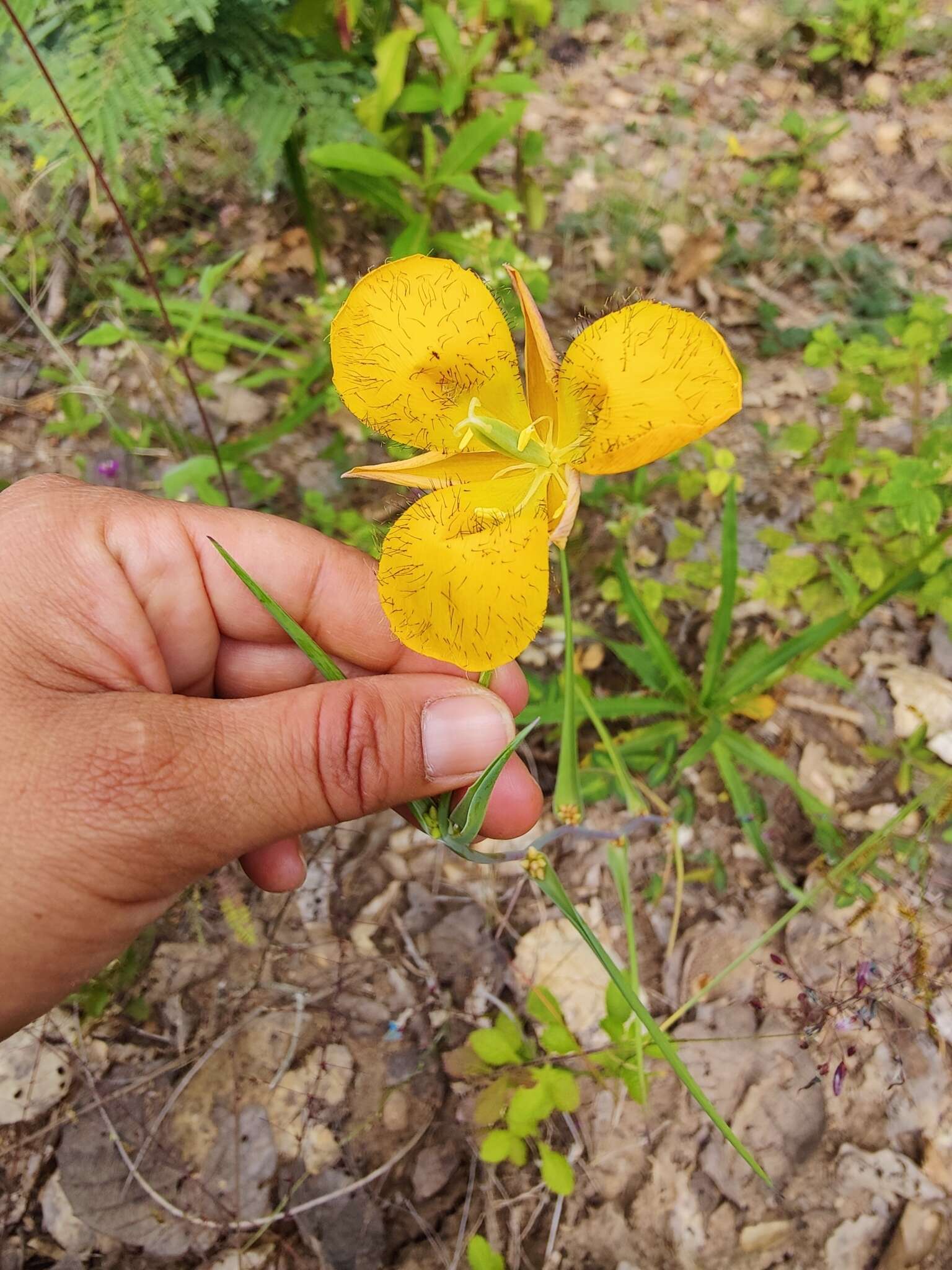 Calochortus balsensis García-Mend. resmi