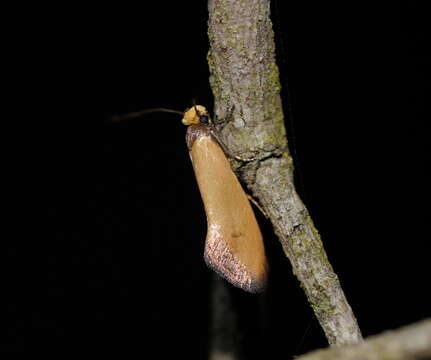 Image of Edosa ochranthes (Meyrick 1893)