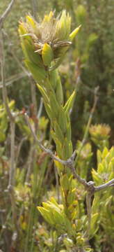 Image of Oedera calycina subsp. apiculata (DC.)