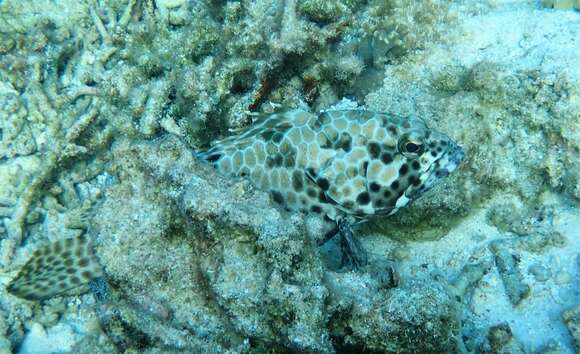 Image of Barred-chest Rock-cod