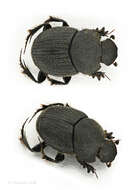 Image of Onthophagus obtusicornis Fahraeus 1857