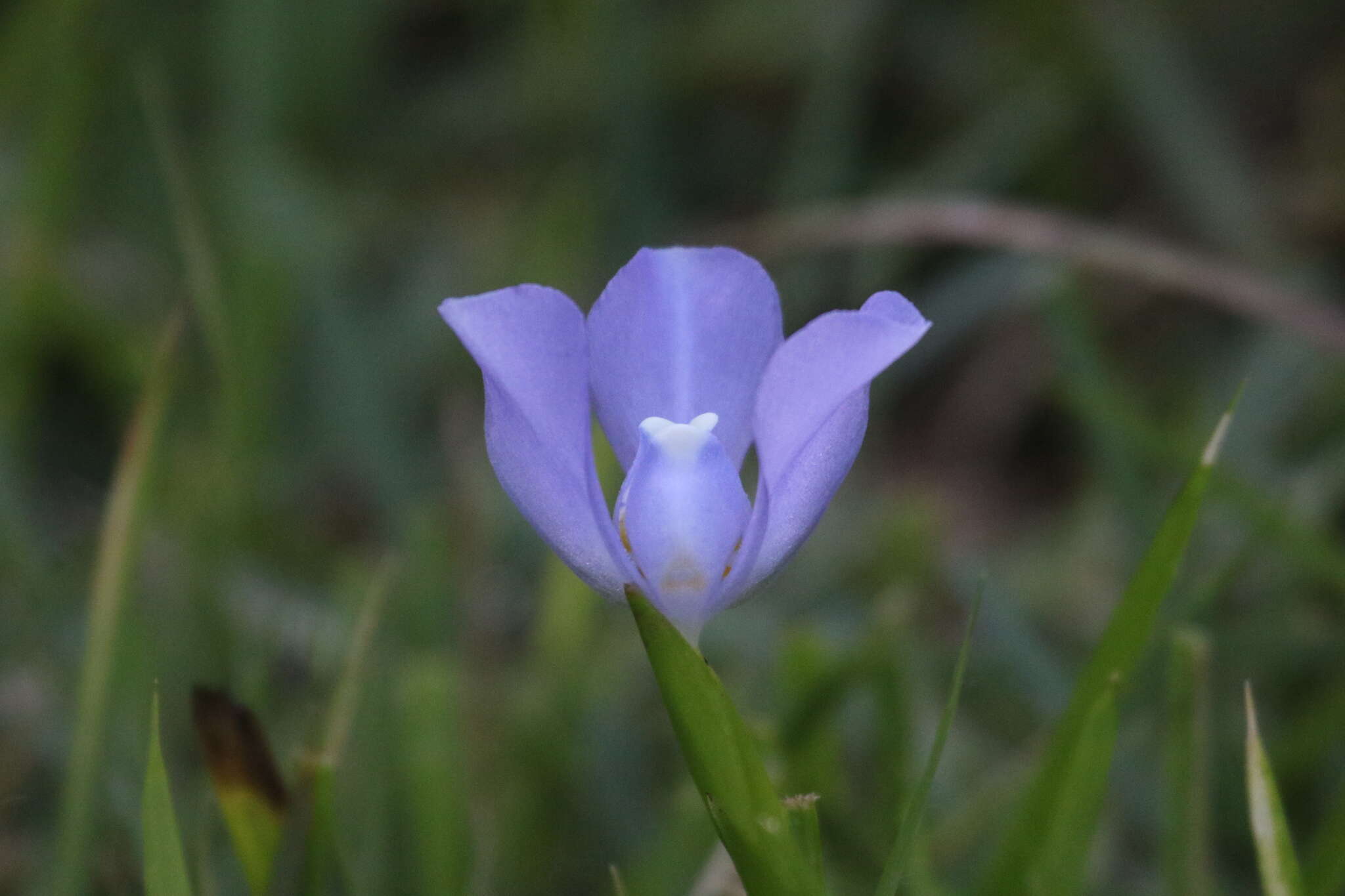 Imagem de Cipura paludosa Aubl.