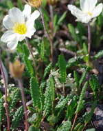 Imagem de Dryas octopetala subsp. alaskensis (A. Pors.) Hult.