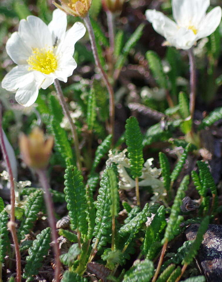 صورة Dryas octopetala subsp. alaskensis (A. Pors.) Hult.