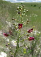 Scrophularia cretacea Fisch. resmi