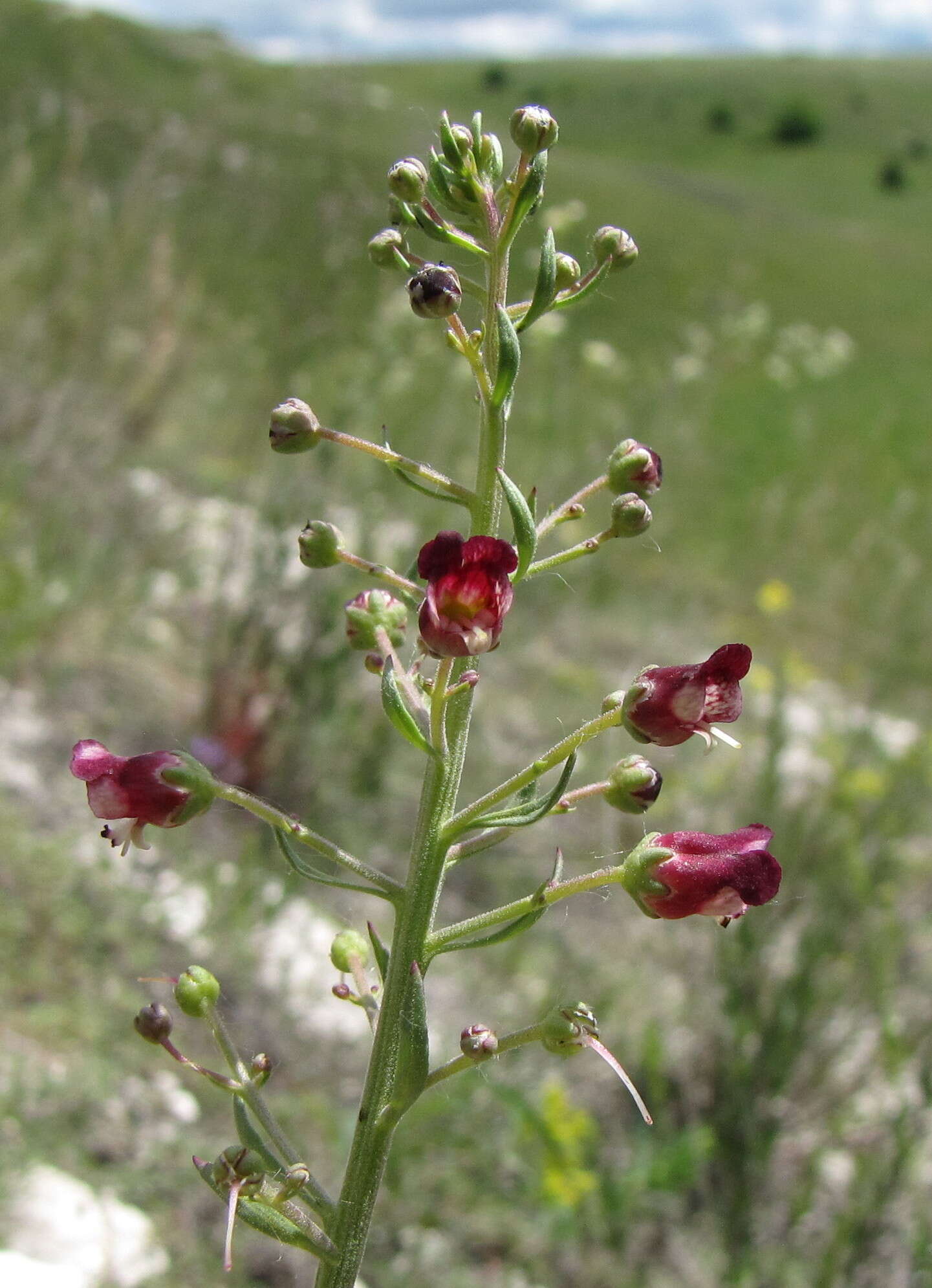 Imagem de Scrophularia cretacea Fisch.