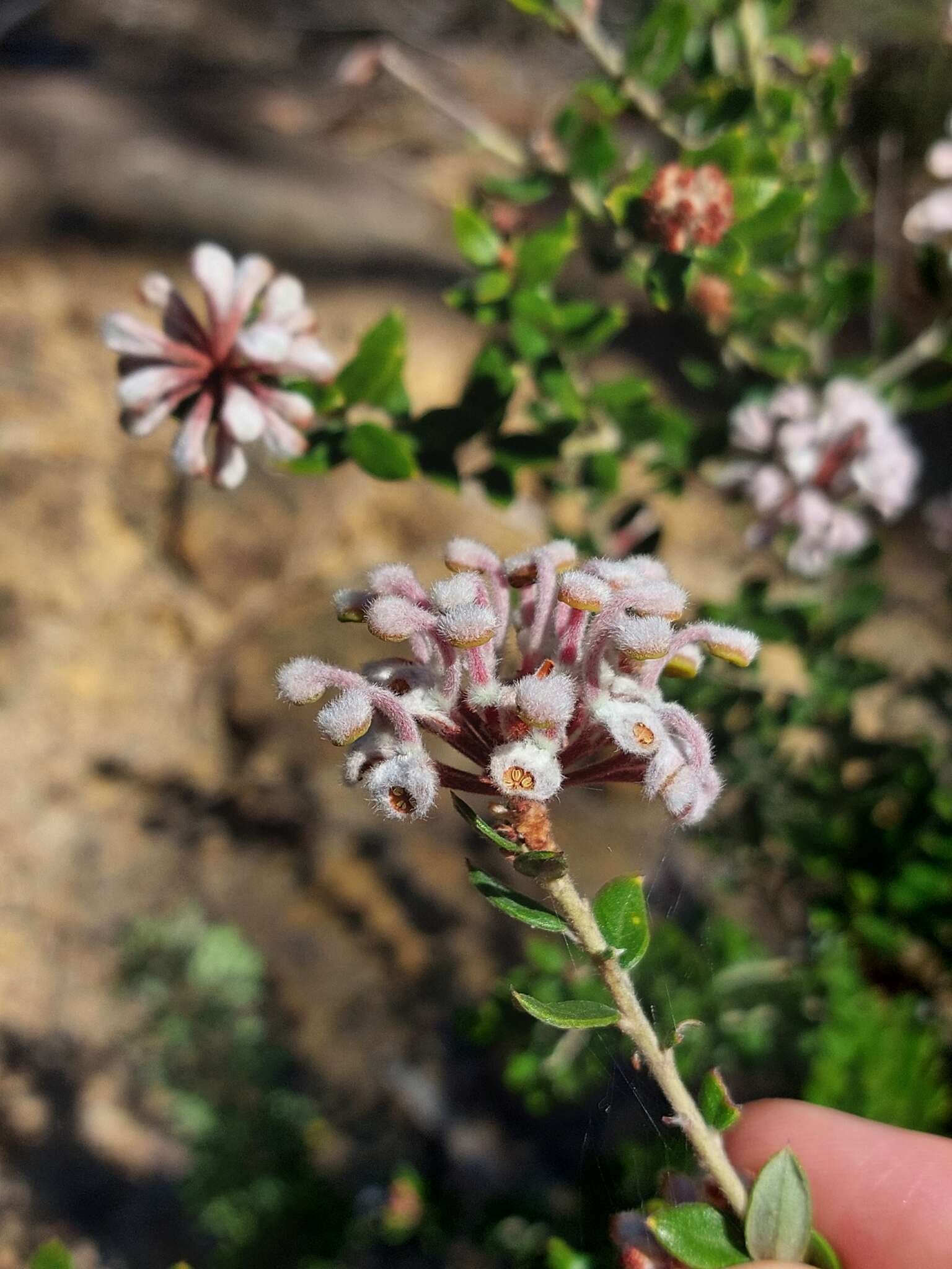 Image of Grevillea buxifolia subsp. ecorniculata P. M. Olde & N. R. Marriott