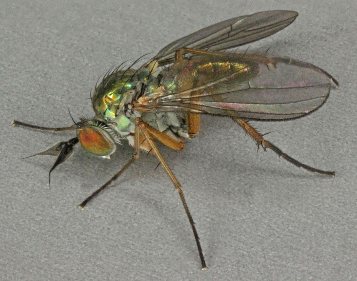 Image of Syntormon pallipes (Fabricius 1794)