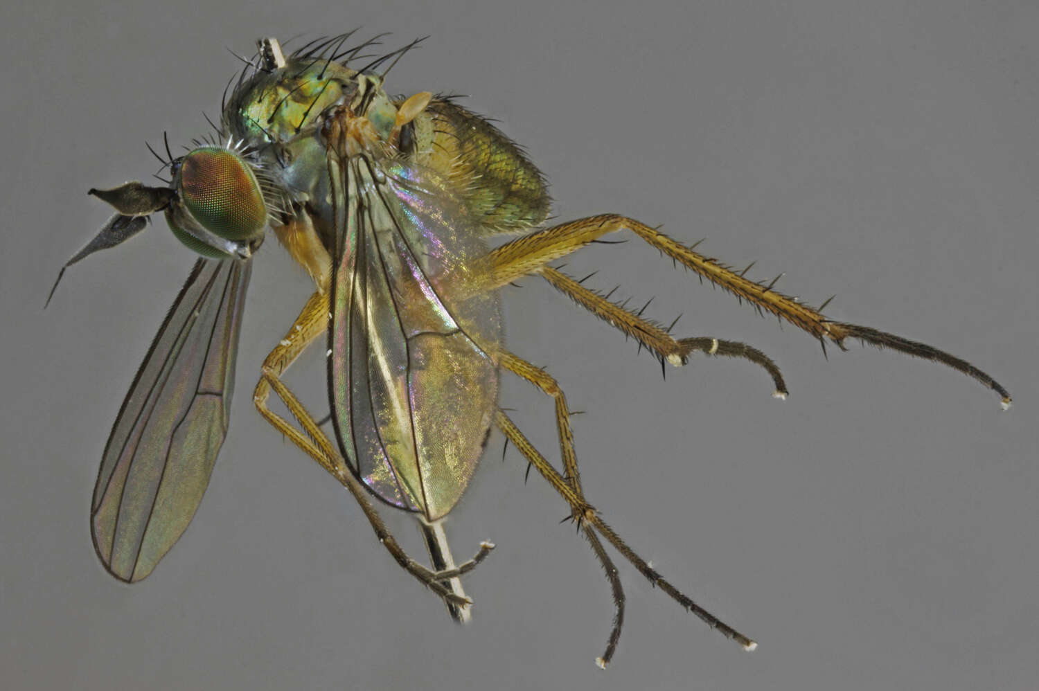 Image of Syntormon pallipes (Fabricius 1794)