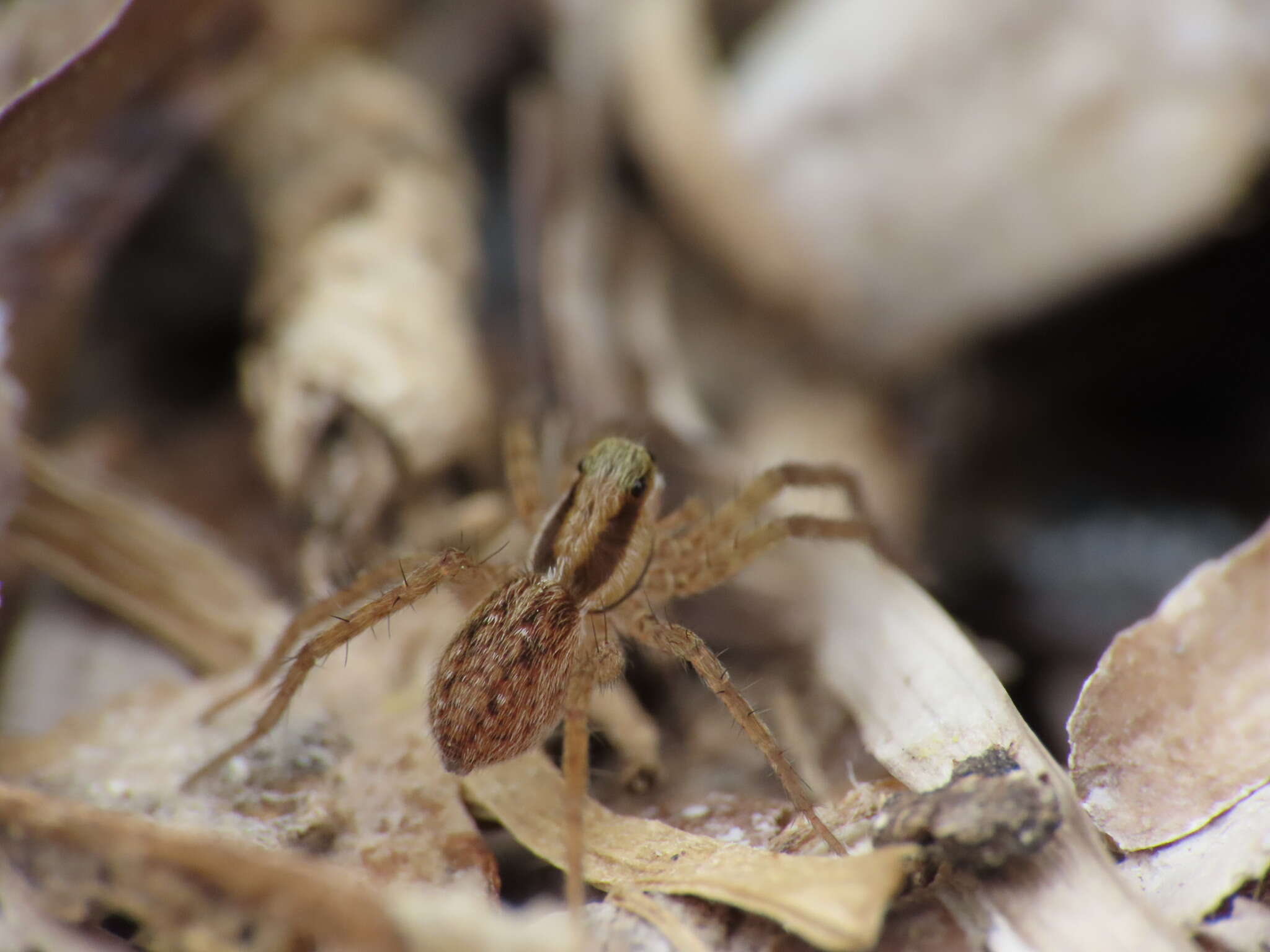 Image of Pardosa distincta (Blackwall 1846)