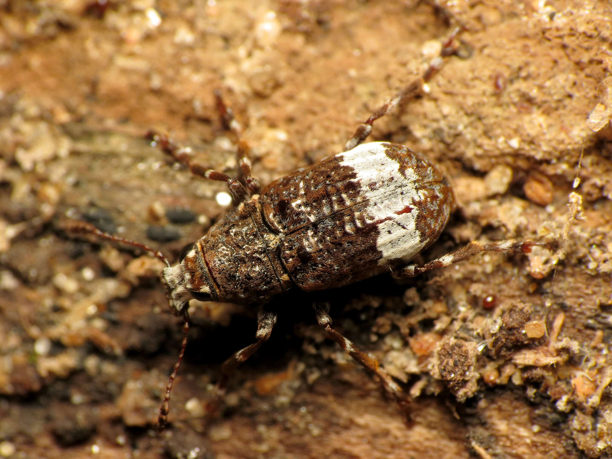 صورة Eurymycter fasciatus (Olivier 1795)