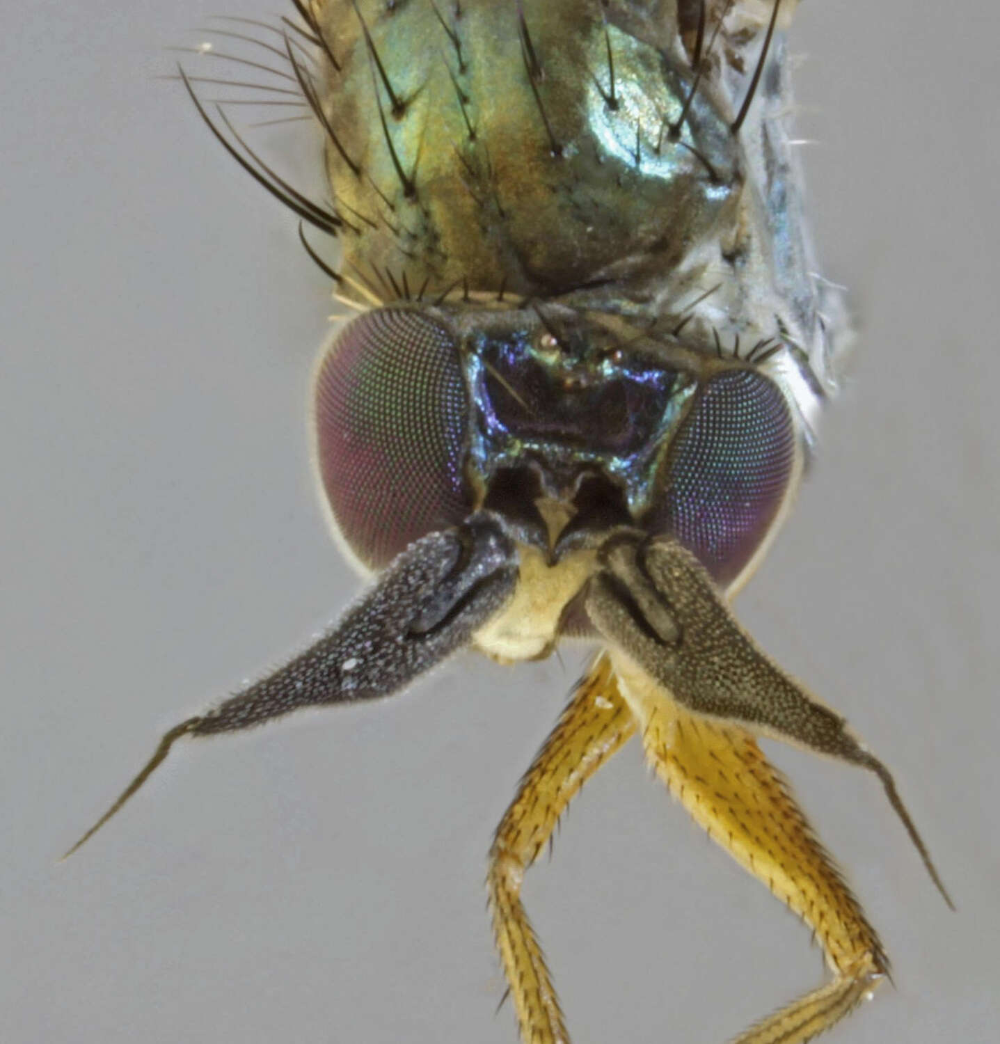 Image of Syntormon pallipes (Fabricius 1794)
