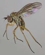 Image of Syntormon pallipes (Fabricius 1794)