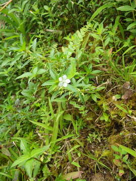 Image of Creole-Tea