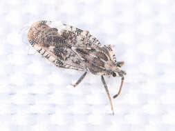 Image of spear thistle lacebug