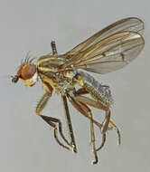 Image of Pherbellia cinerella (Fallen 1820)