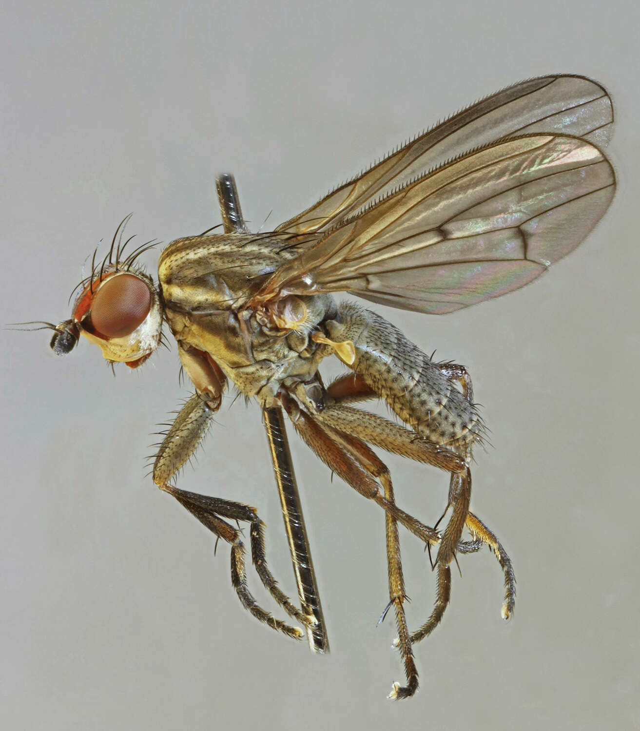 Image de Pherbellia cinerella (Fallen 1820)