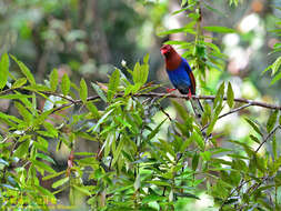 Image of Ceylon Blue Magpie