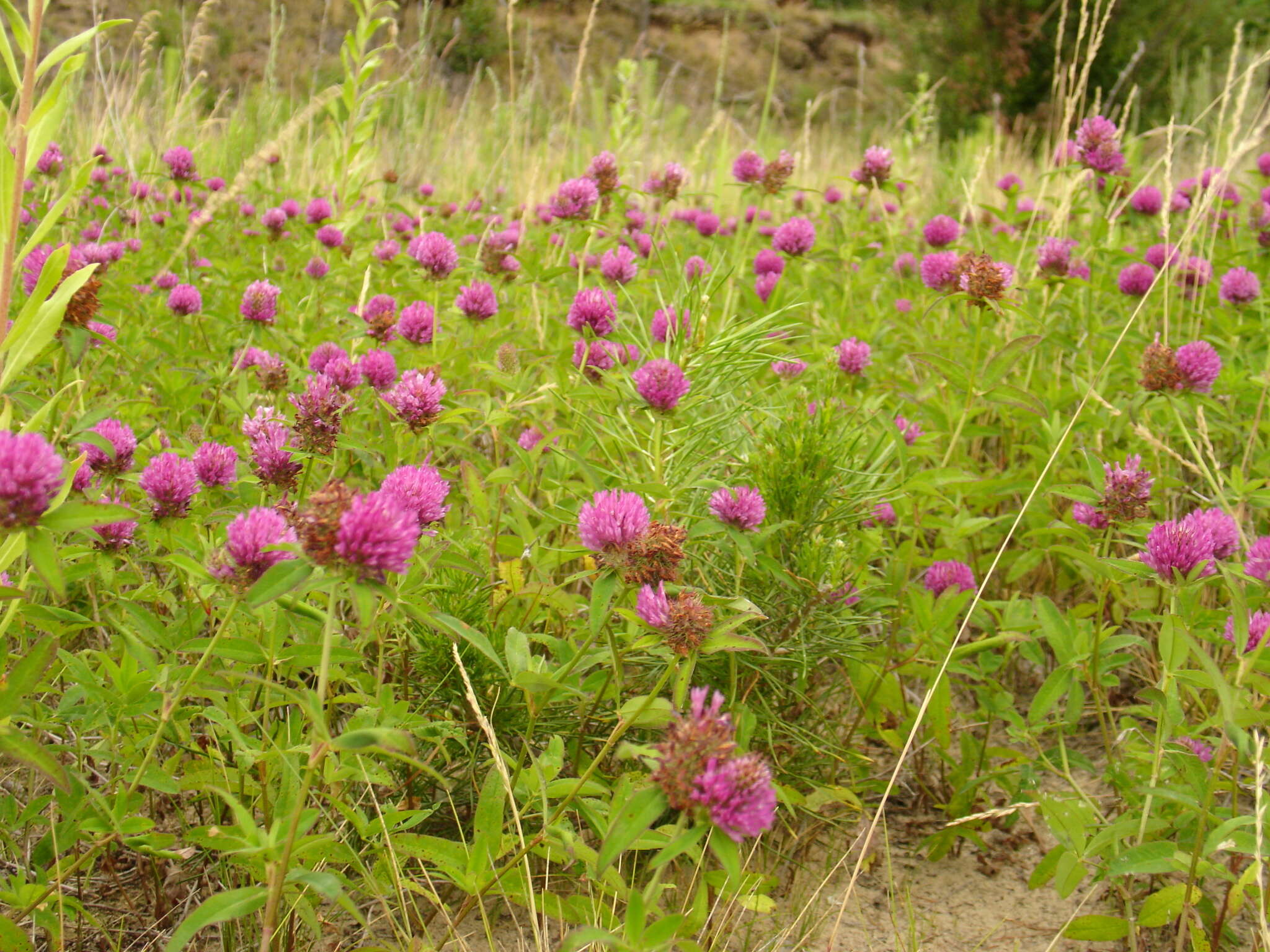 Image of zigzag clover