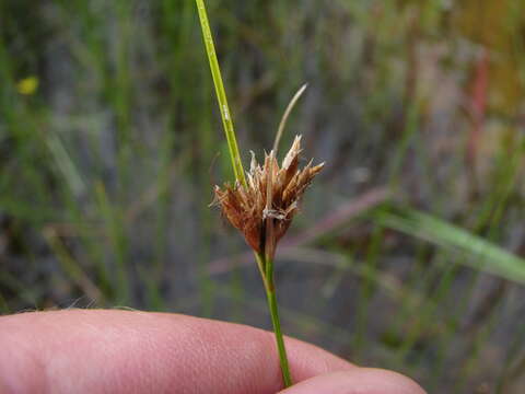 Image of Brown beakrush