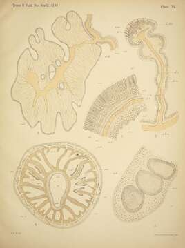 Image of zoanthids