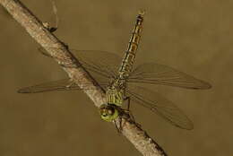 Imagem de Brachythemis fuscopalliata (Selys 1887)