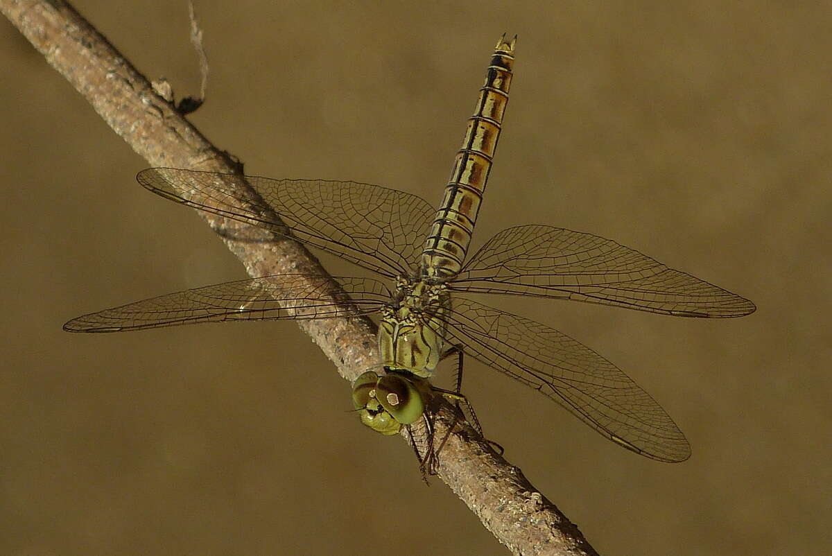 Imagem de Brachythemis fuscopalliata (Selys 1887)