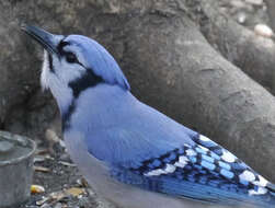 Image of Blue Jay