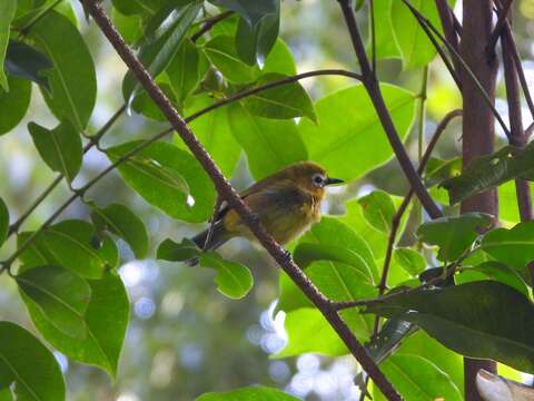 Image of Broad-ringed White-eye