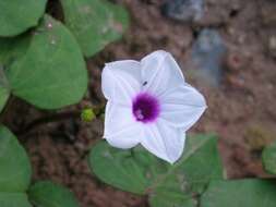 Image of Ipomoea sagittifolia Burm. fil.