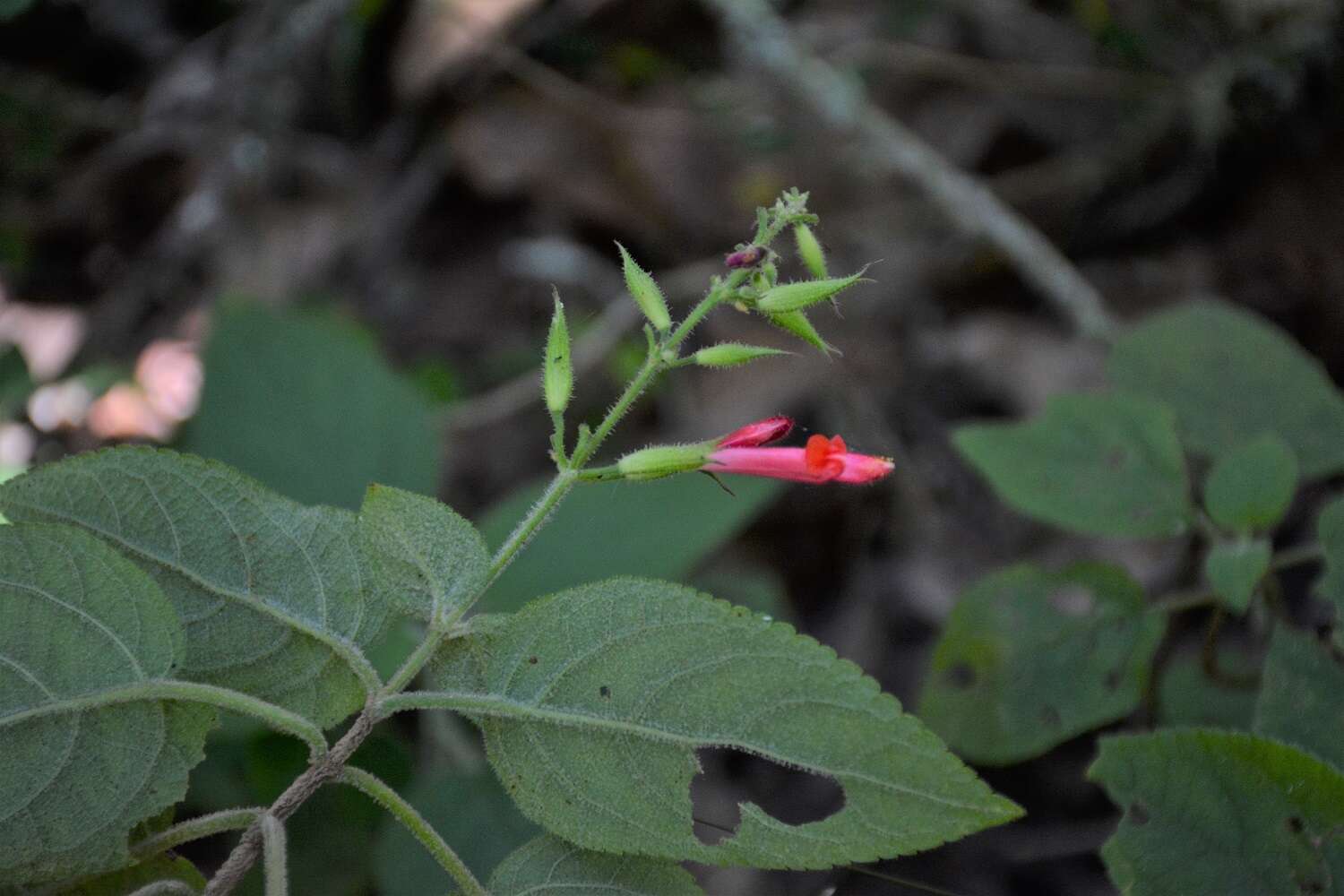 Image of Salvia karwinskii Benth.