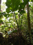 Sivun Anthurium grandifolium (Jacq.) Kunth kuva