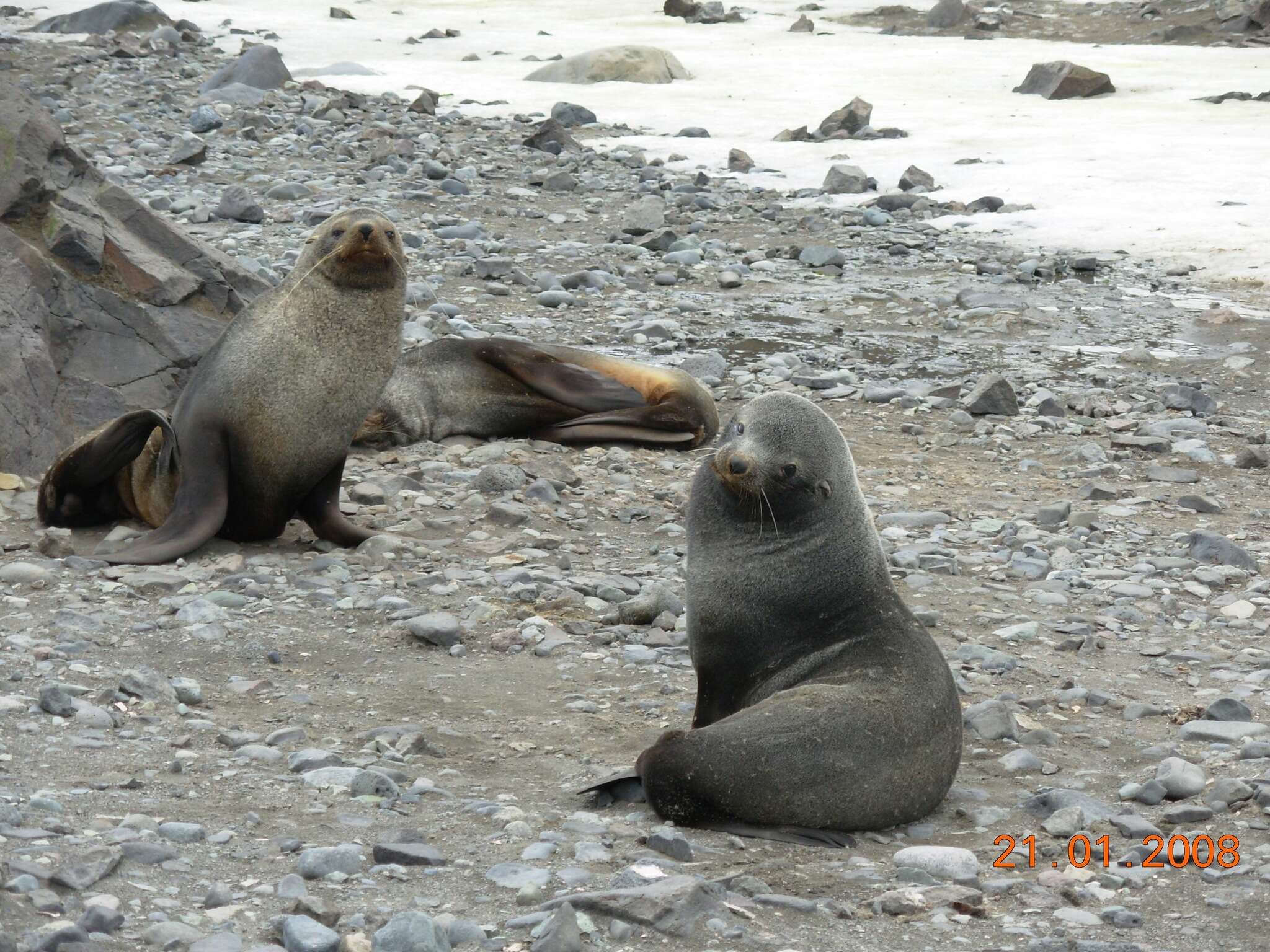 Image of Antarctic Fur Seal