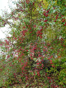 Imagem de Malus baccata (L.) Borkh.