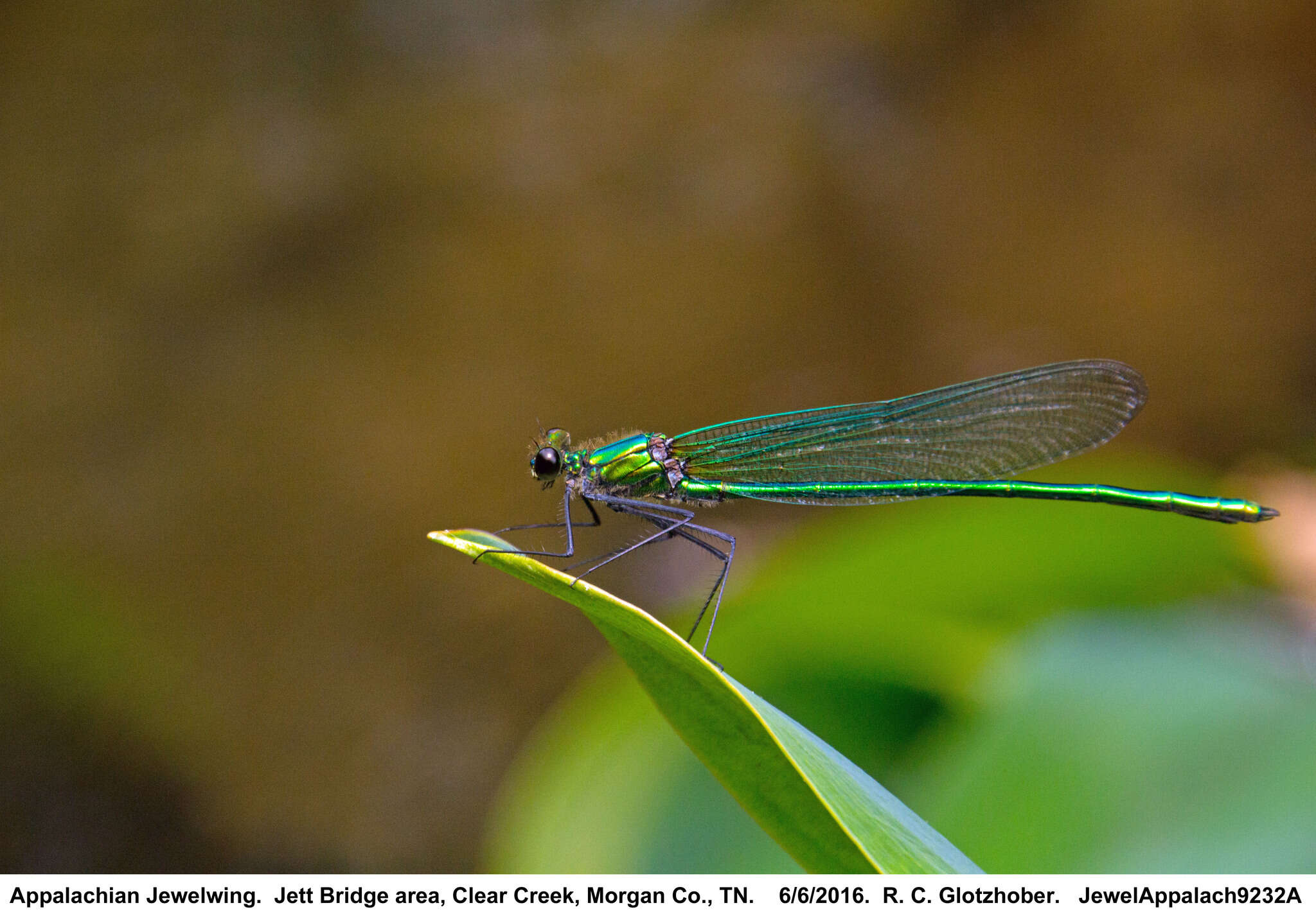 Image of Appalachian Jewelwing