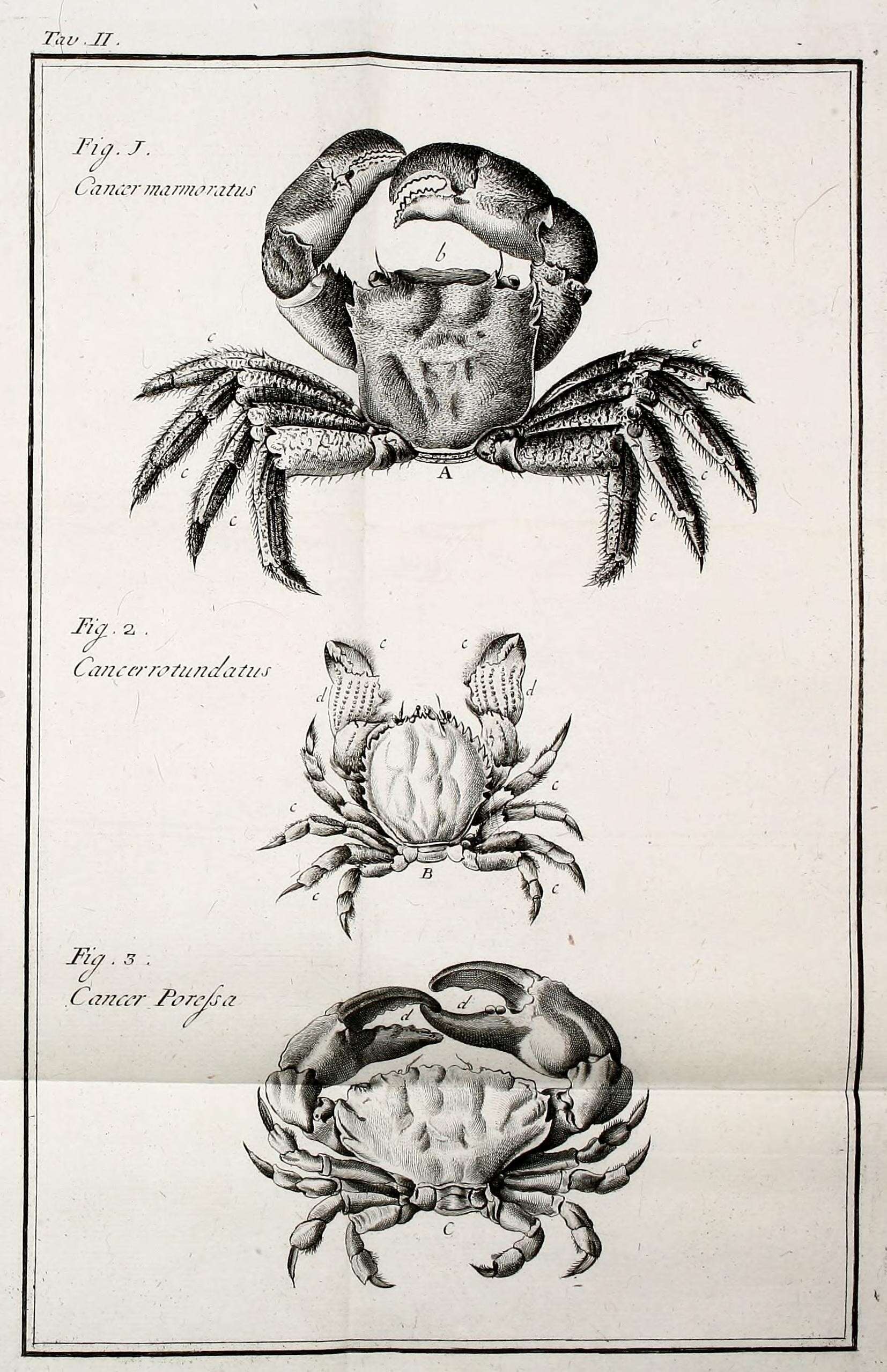 Image of Xantho poressa (Olivi 1792)