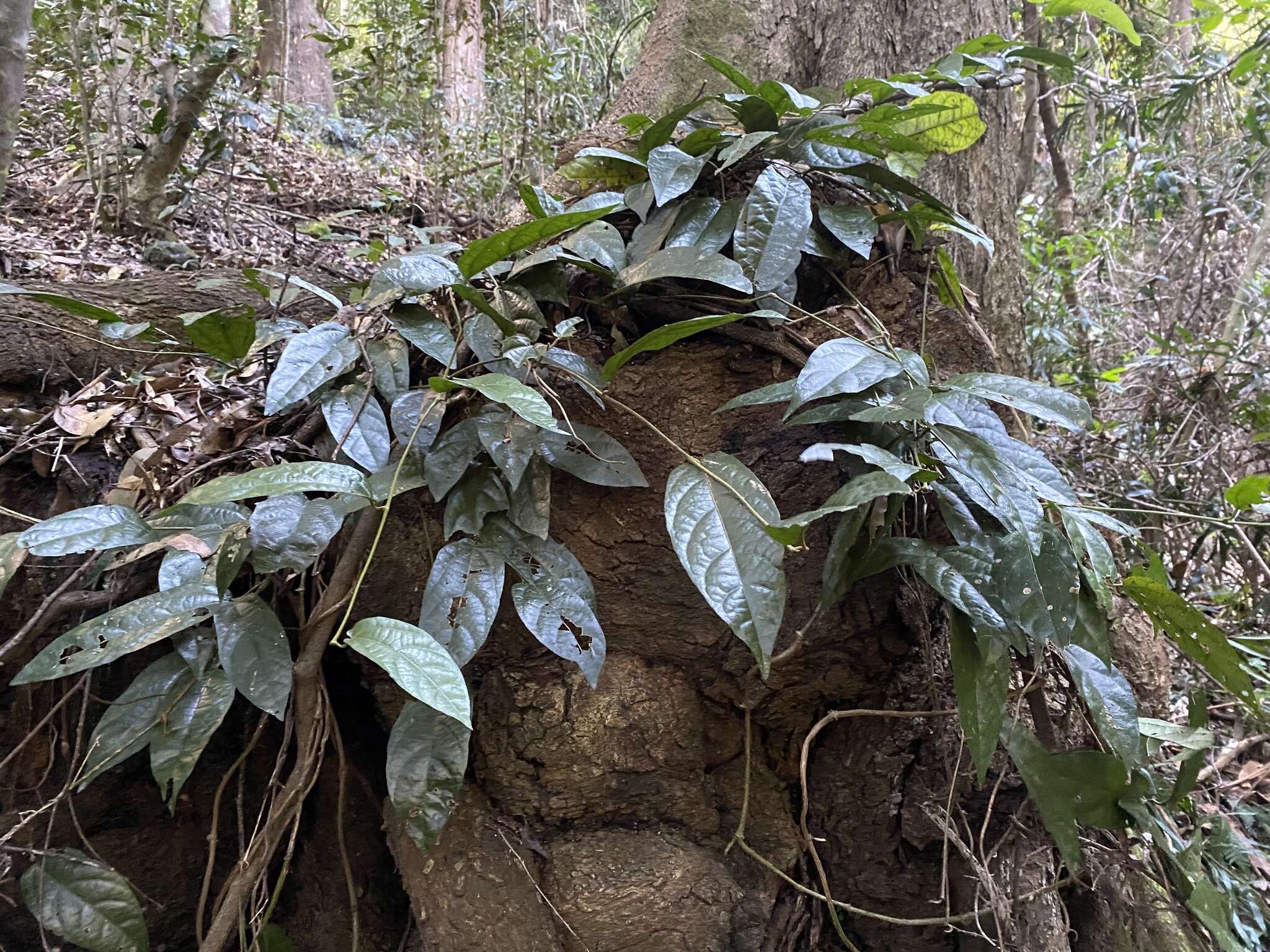 صورة Aristolochia praevenosa F. Müll.