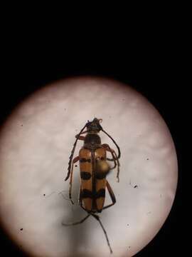 صورة Typocerus balteatus Horn 1878