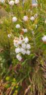 Image of Erica triflora L.