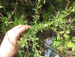 Image of Carolina desert-thorn