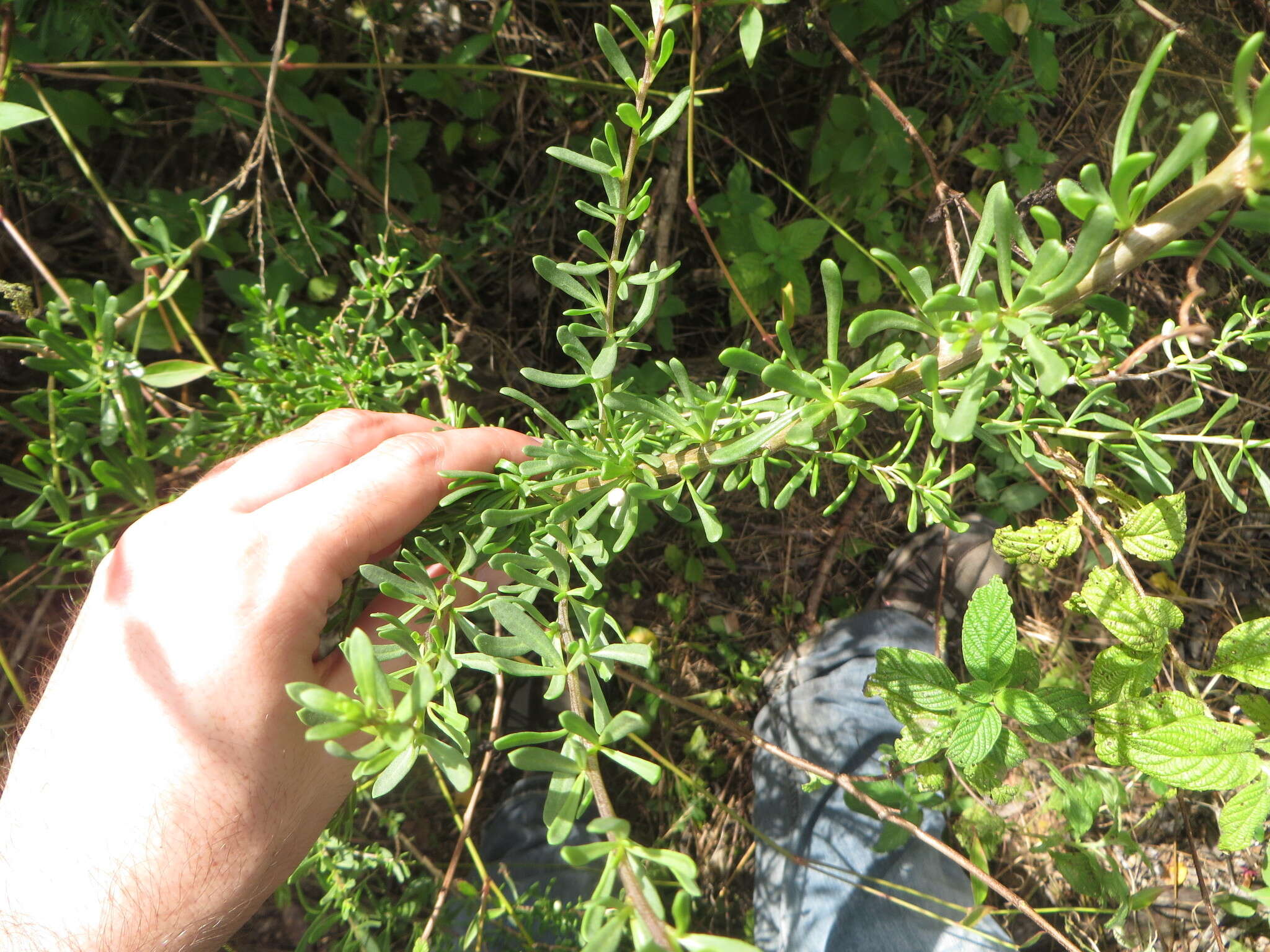 Image of Carolina desert-thorn