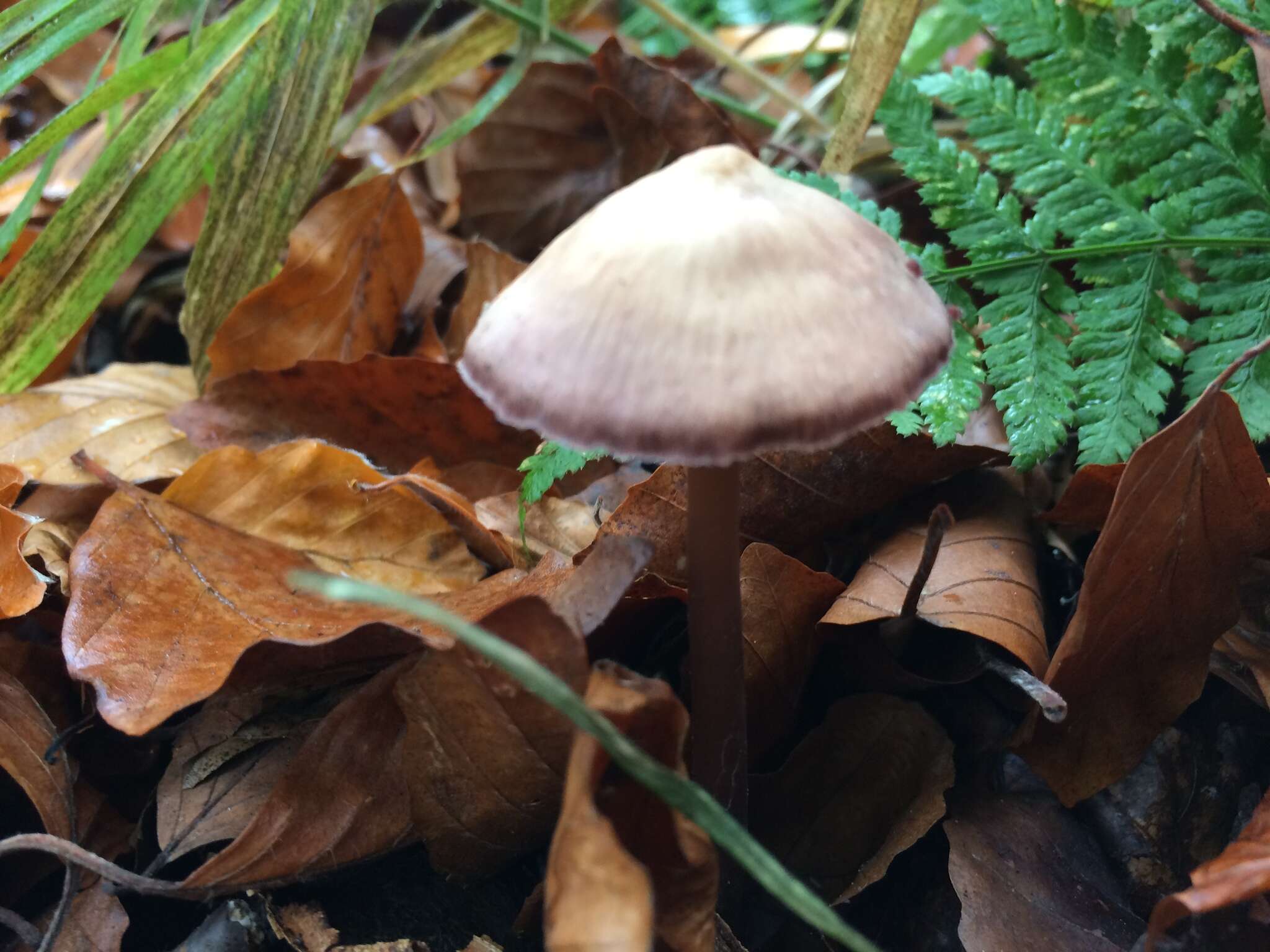 Image of Mycena diosma Krieglst. & Schwöbel 1982