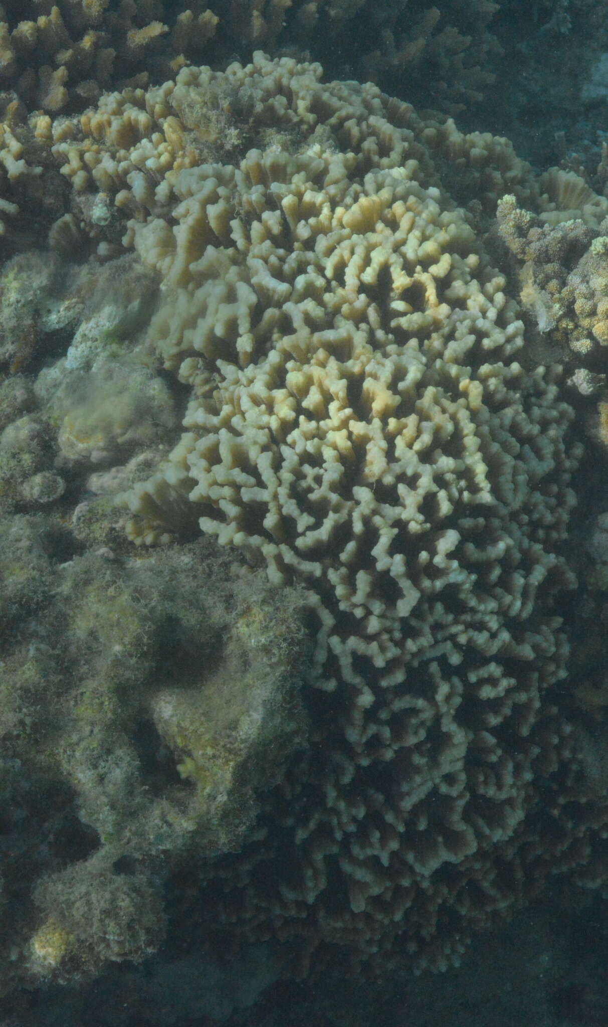 Image of Palm Lettuce Coral